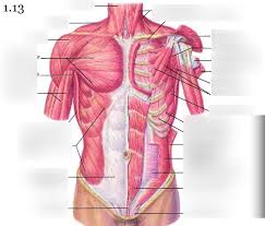 Mentone educational started selling medical teaching aids in 1979 and now stocks the largest range of anatomical models, medical simulation, charts, stethoscopes and health education products in australia. Anatomy And Physiology Torso Diagram 1 Diagram Quizlet