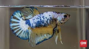 We did not find results for: Kenali Penyebab Sirip Ikan Cupang Menjadi Putih