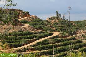 Sarawak plantation berhad, connect with palm oil importers, buyers, suppliers, equipment manufacturers worldwide. Study Finds Link Between Rspo Certification And Profitability For Palm Oil Companies