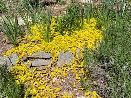 Image result for Lysimachia tenuicaulis