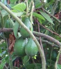 Image result for Lannea asymmetrica