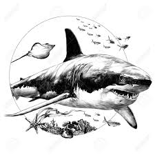 Black And White Cute Black And White Shark Clipart Shark Sketch For T Shirt Vector Graphics Monochrome Black And White Royalty Free Cliparts Vectors And St In 2020 Shark Art Great White Shark Drawing Shark Drawing