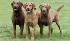 Chesapeake Bay Retrievers for Sale | Dogs on Oodle Classifieds