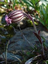 Image result for Silene kiwuensis