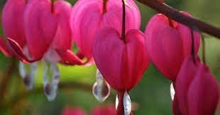 Sherri S Jubilee Bleeding Heart Flower Most Beautiful Flowers Rare Flowers