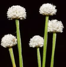 Image result for Eriocaulon buchananii