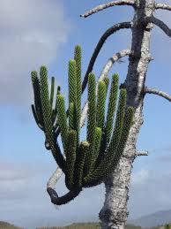 Image result for Arauk rie Araucaria
