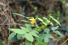 Image result for Senna occidentalis