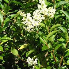 Image result for ligustrum ovalifolium