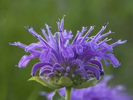 Image result for Pentas schumanniana