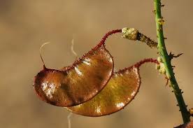 Image result for Adenolobus pechuelii