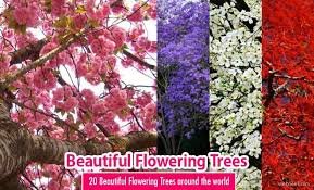 Such as in our collection of pictures of beautiful bouquets! 20 Most Beautiful Flowering Trees Around The World