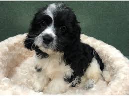 Cavachons are popular designer dogs. Cavachon Puppies Petland San Antonio