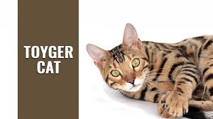Toyger kittens for sale can be found at these various breeder's sites Toyger Cat Breed Information And Personality Petmoo