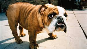 It is also known by some other names such as spanish alaunt, spanish alano, alano español or simply alano. Bbc Radio 4 Radio 4 In Four Maximus Waffles How To Give Your Pet A Cool Name