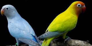 We did not find results for: 8 Jenis Lovebird Pastel Berwarna Kalem Dengan Kicauan Merdu Cocok Dipelihara Di Rumah Diadona Id