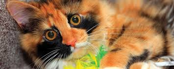 Maybe you would like to learn more about one of these? Serious Play Bonita Springs Florida Weekly