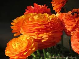 Send cheer, happiness and love with orange flower arrangements and bouquets. Flowers Amazing Flowers Flowers Flower Therapy