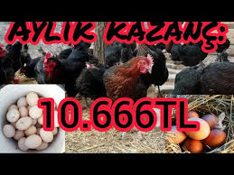 5 Tavukla Basladi Sayiyi 500 E Yukseltti Youtube