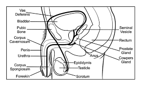 It is the most complete reference of human anatomy available on web, ipad, iphone and android devices. Anatomy Of The Human Male Reproductive Tract Download Scientific Diagram