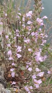 Image result for Micromeria