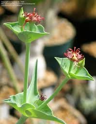 Image result for Euphorbia monteiroi