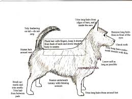 Australian Terrier Australian Terrier Australian Silky Terrier Silky Terrier