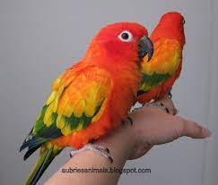 Red Factor Sun Conures Sunkiss Pyro And Sanchez Pet Birds Most Beautiful Birds Conure