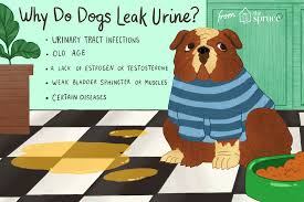 Dog bladder cancer causes severe uropathy (urinary tract disorders) and commonly, intractable secondary an obstruction in the urinary bladder is one of the most common symptoms caused by cancerous masses. What To Do If Your Dog Is Leaking Urine