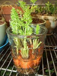 Carrots Growing Food From Scraps 37 Kitchen Scraps You Can Regrow Regrow Vegetables Growing Carrots Growing Vegetables