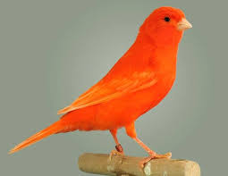 Gran Exposicion De Aves Ornamentales - Canario Rojo Intenso | Facebook
