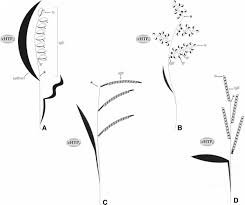Image result for Urochloa marlothii