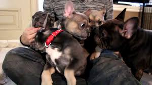 We breed the finest french bulldog puppies of exotic colors. French Bulldog Blue Tan Fawn Blue Youtube