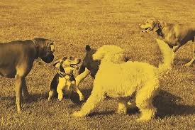 Why we say Dog Eat Dog