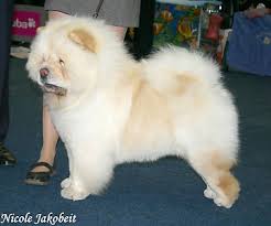 Germany, Dortmund (NetChows.com Chow-Chow Shownews)