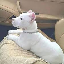 Pin On I Love Love Love Dogs