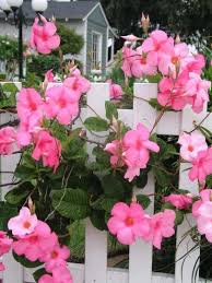 Image result for mandevilla obrázek