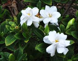 We did not find results for: Fragrant Flowers 10 Best Smelling Flowers For Home Decor