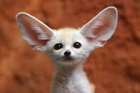 The World S Smallest Fox The Fennec Found In North Africa Photo Floridapfe Incredible Creatures Animals Cute Animals