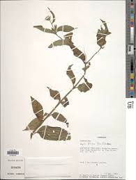 Image result for Aspilia ciliata