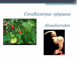 Image result for Corallocarpus epigaeus
