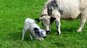 Der teppich meines weißen galloways wurde von einem spezialisten entworfen, der in südwestschottland gezüchtet wird, nur wenige kilometer von meiner farm entfernt. Frisch Geborenes Galloway Kalb Auf Der Hofalm In Filzmoos Youtube
