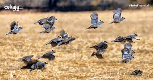 Sama hal nya dengan ternak unggas lain, burung puyuh pedaging juga membutuhkan lokasi yang nyaman untuk bertumbuh. Cara Budidaya Ternak Burung Puyuh Paling Mudah Untuk Pemula