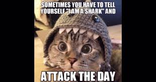 _ 25 funny cat memes clean. Funny Cats And Dogs Clean