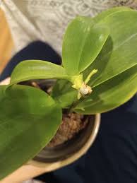 Image result for puklice na orchideích obrázek