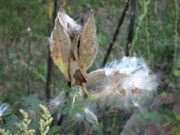 Milkweed Wishes For Monarchs A Poem By Bette A Stevens Milkweed Monarch Milkweed Pods