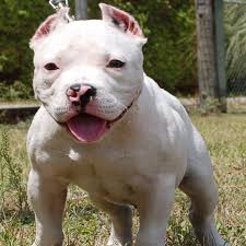 American bully puppy sitting, isolated on white. White American Bully Puppy Pet Paw