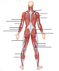 What does your sleep position have to do with chronic pain? Back Side Of Body Diagram Quizlet