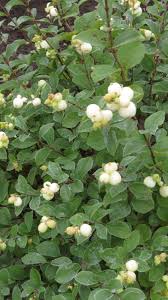 Image result for Snowberry White 1986 Currys