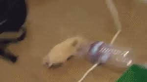 Unfortunately, my little russian dwarf hamster went to the big hamster wheel in the sky today he lived to a good age though, he was 2 years and 7 months old and his brother was 2 years and 4 months old when he passed. Extra All About Hamsters